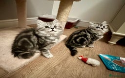 British Longhair cats for sale: Silver tabby British Longhair pedigree registered  - Image 2