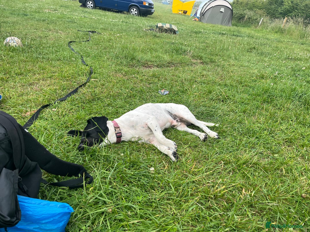 Mixed Breed dogs for sale: 2 year old jack Russell cross - Advert 4