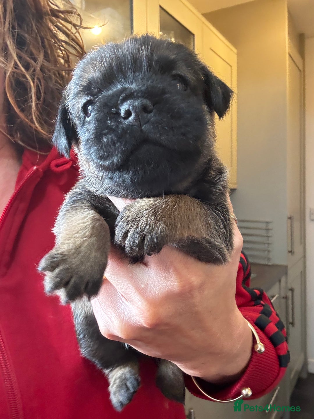 Border Terrier dogs for sale: KC Border Terrier Pups - Image 12