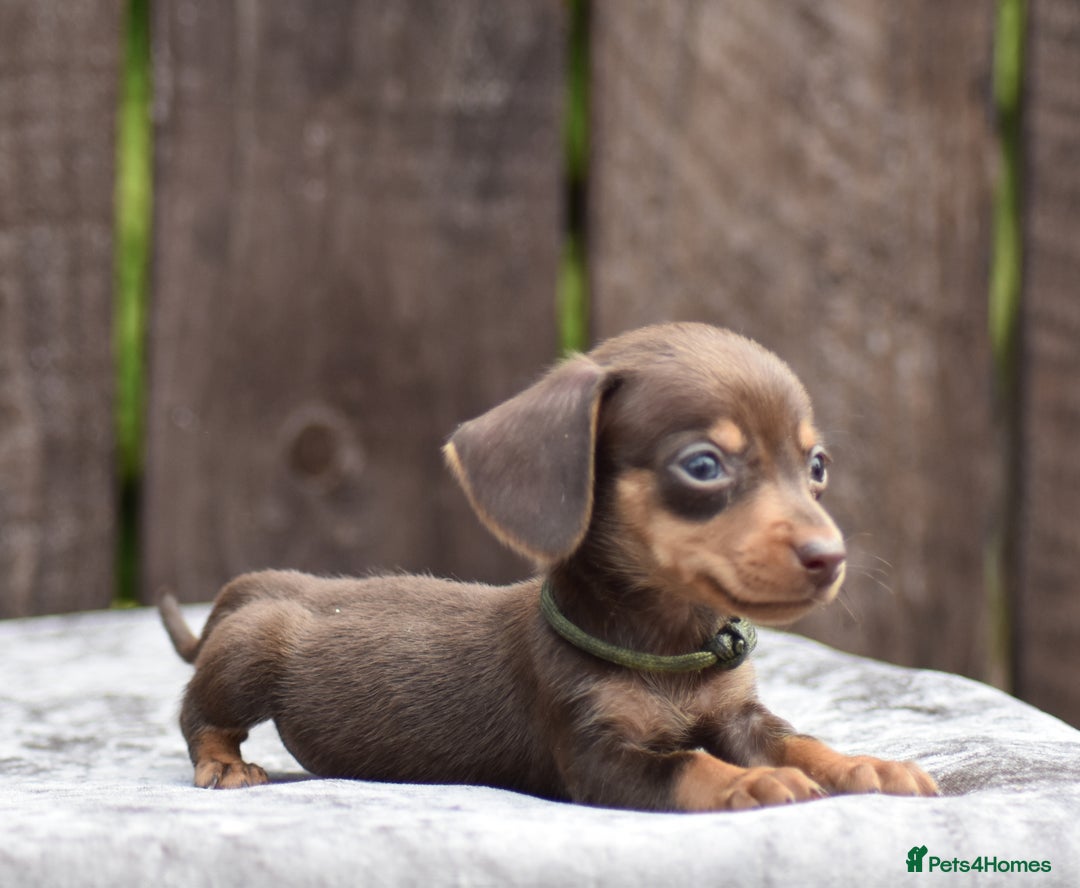 Miniature Dachshund dogs for sale: Miniature Dachshunds Chocolate and Tan Boys  - Image 8