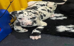 Great Dane dogs for sale: READY NOW PURE BRED GREAT DANE PUPPIES FOR SALE - Image 3