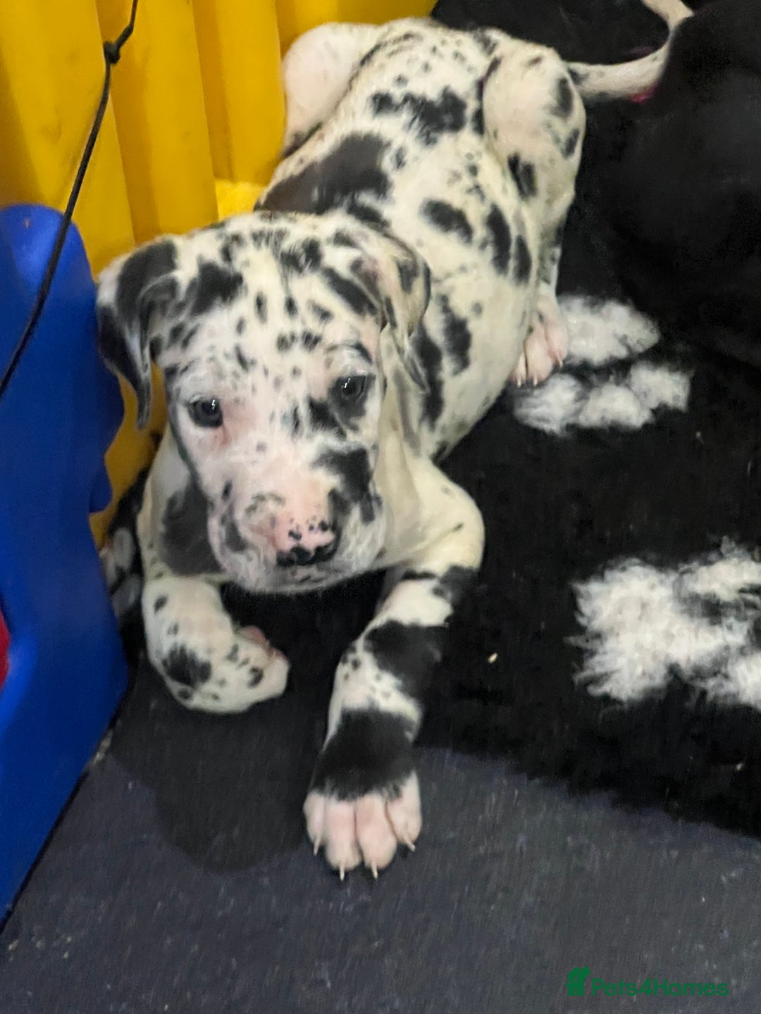 Great Dane dogs for sale: READY NOW PURE BRED GREAT DANE PUPPIES FOR SALE - Image 3