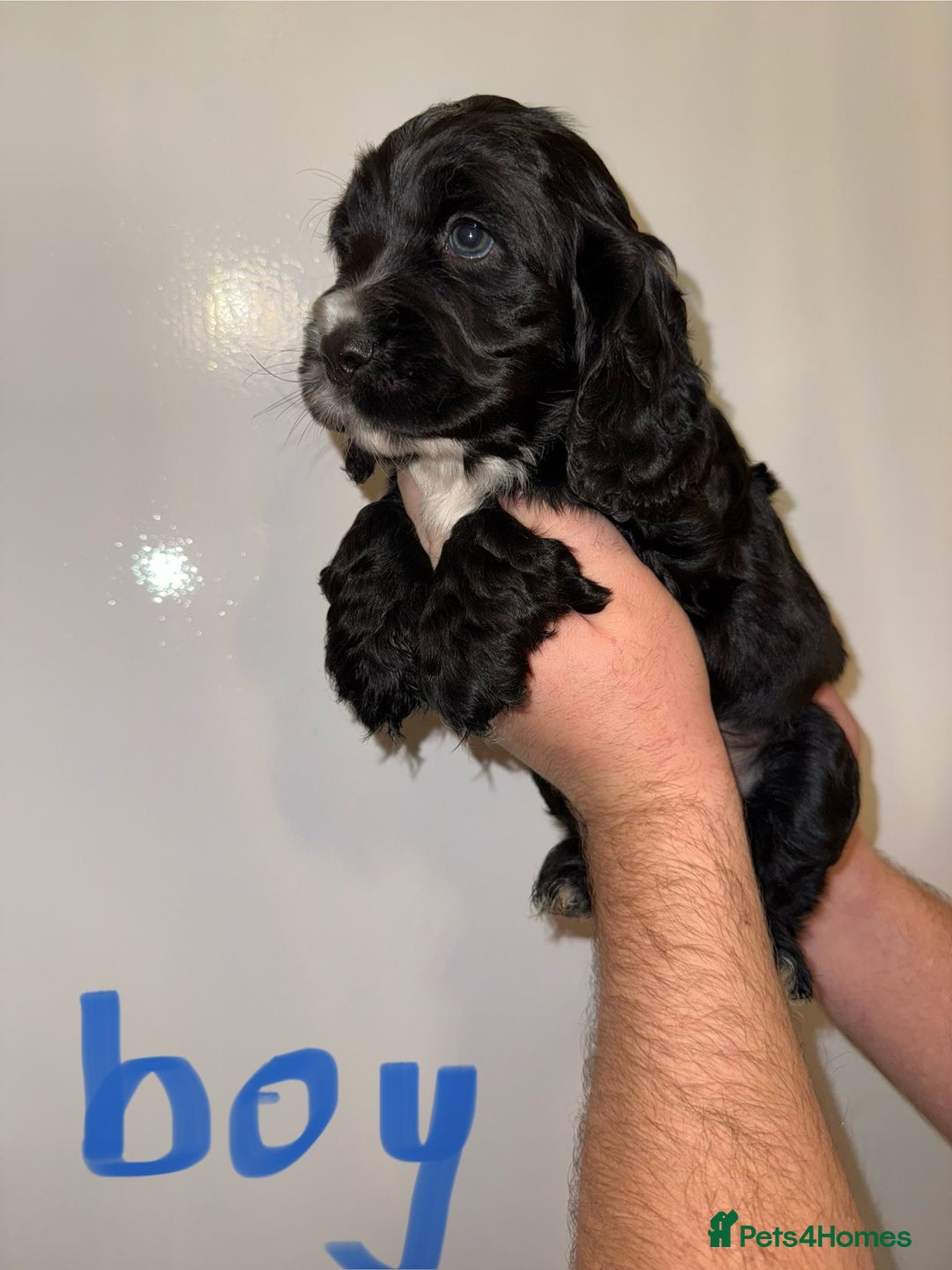 Cocker Spaniel dogs for sale: Kc registered show type cocker spaniels  - Advert 14