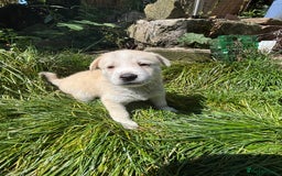 Pomsky dogs for sale: Adorable Blue Eyed 🐾 Long Eared Pomskies  - Image 11