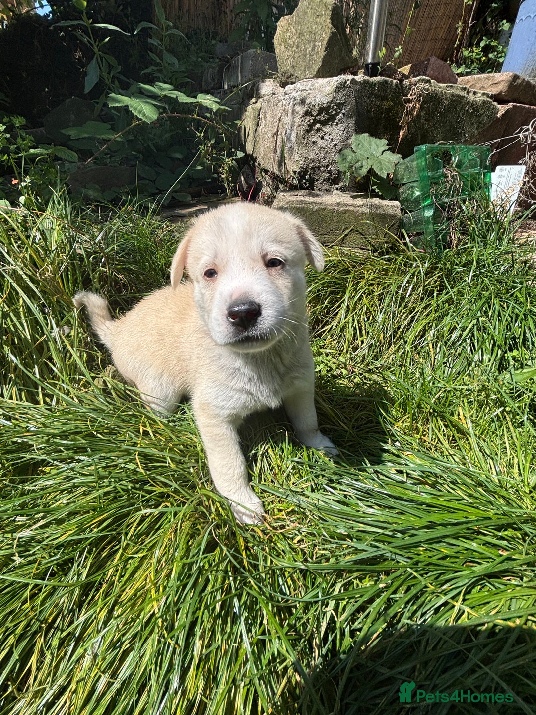 Pomsky dogs for sale: Adorable Blue Eyed 🐾 Long Eared Pomskies  - Image 11