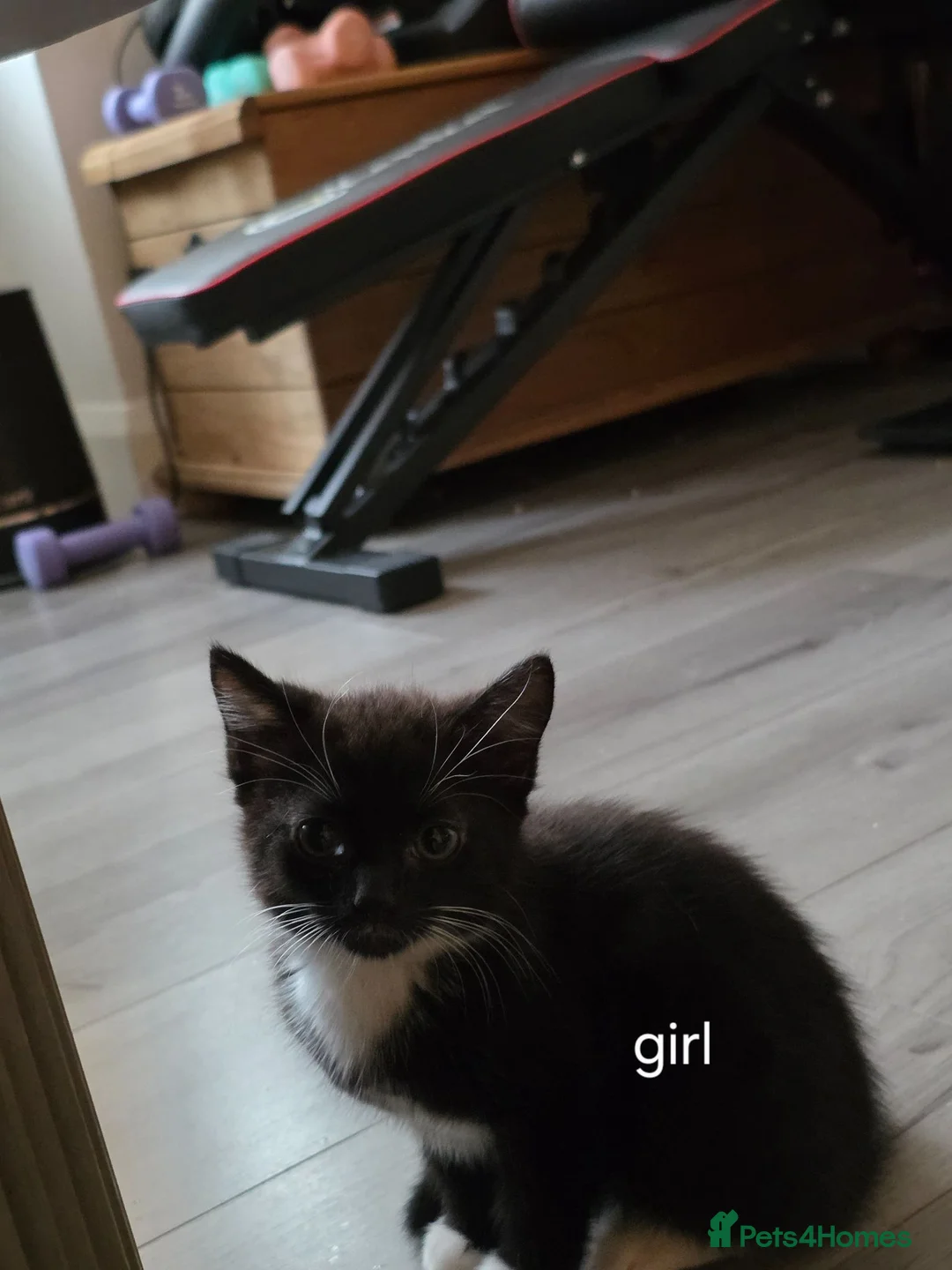 Mixed Breed cats for sale: Kittens in Southend-on-Sea - Advert 1