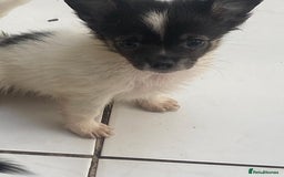 Chihuahua dogs for sale: Micro chihuahua puppies  - Image 3