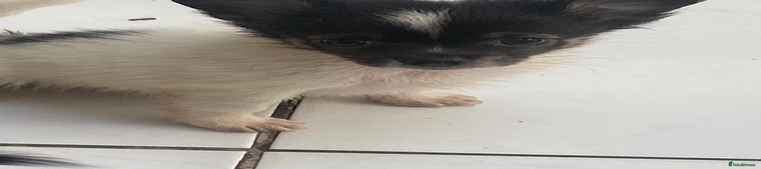 Chihuahua Puppy 3