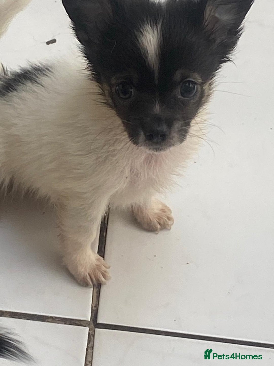 Chihuahua dogs for sale: Micro chihuahua puppies  - Image 3