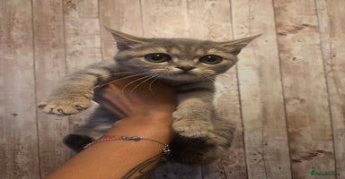 British Shorthair cats - Advert 1