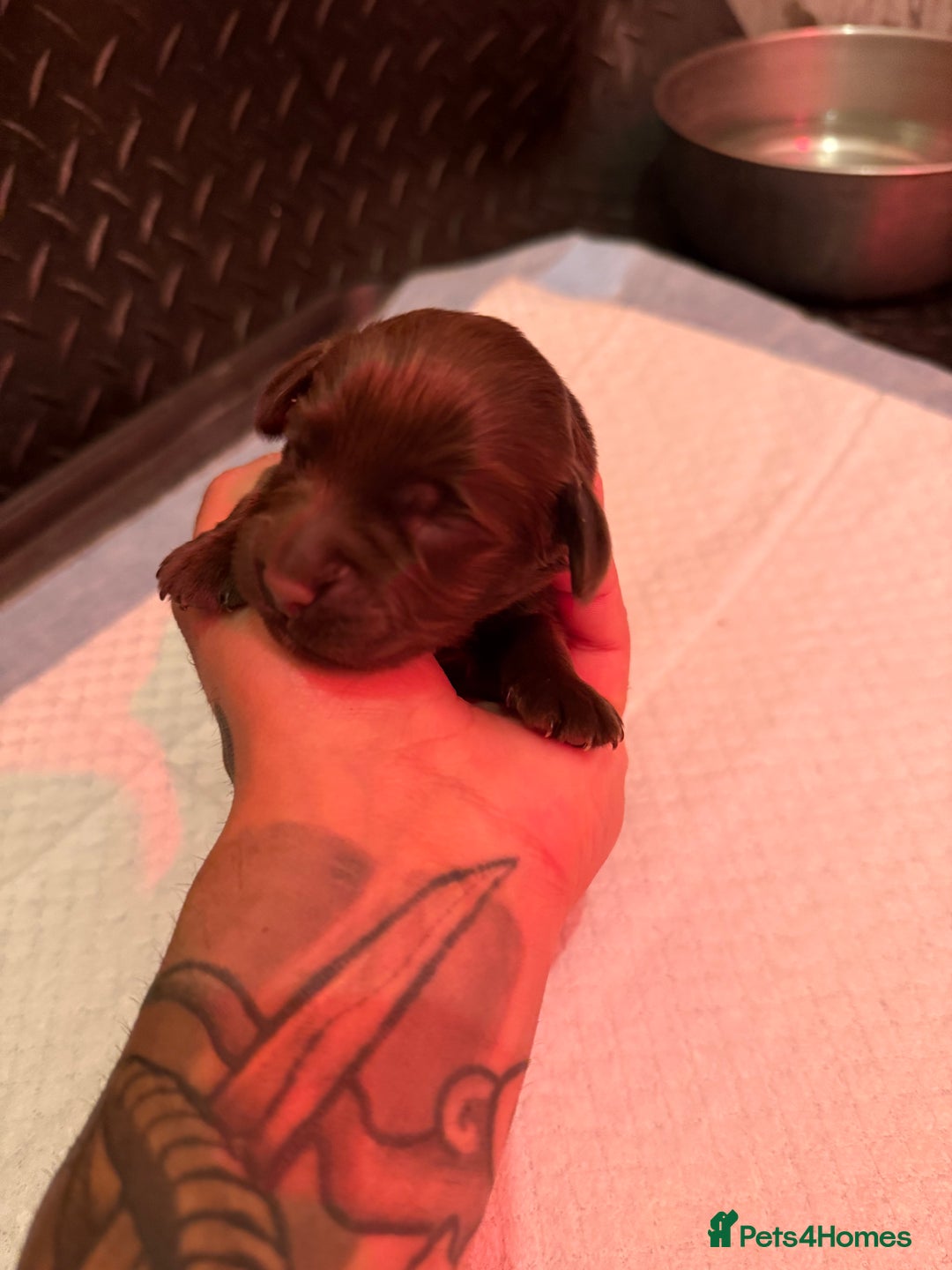 Cocker Spaniel dogs for sale: Male -  KUJO - Advert 5