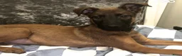 Belgian Shepherd Dog dogs for sale: Belgium malinois  in Saint Helens - Advert 9