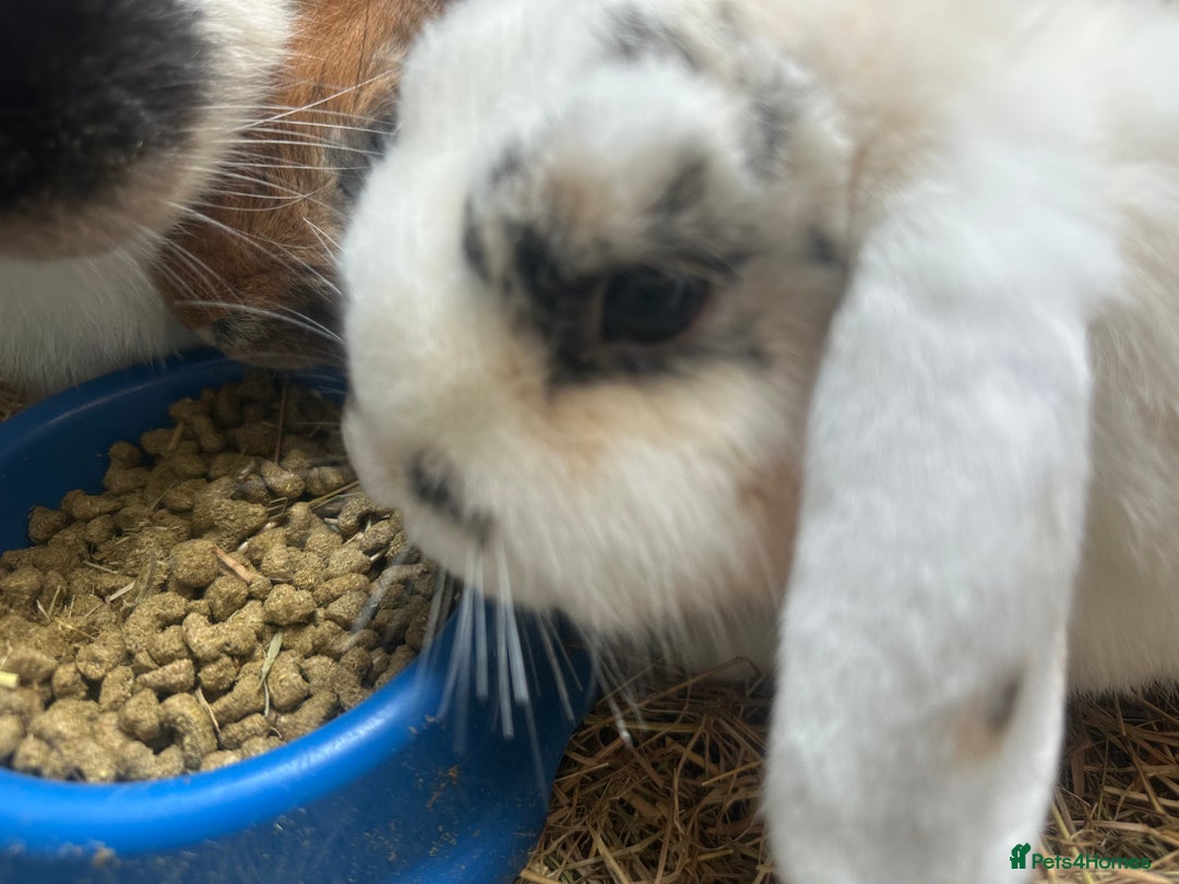English Lop rabbits for sale: 3 female rabbits  - Image 4