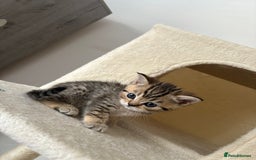 British Shorthair cats for sale: Golden british short hair kittens - Image 1
