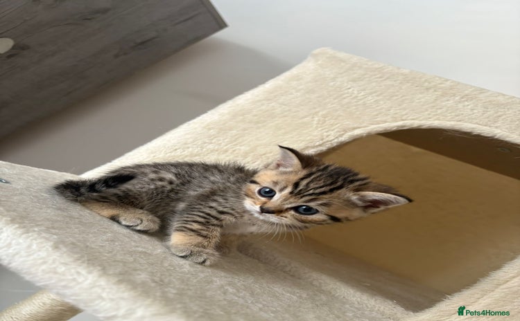 British Shorthair cats - Advert 5