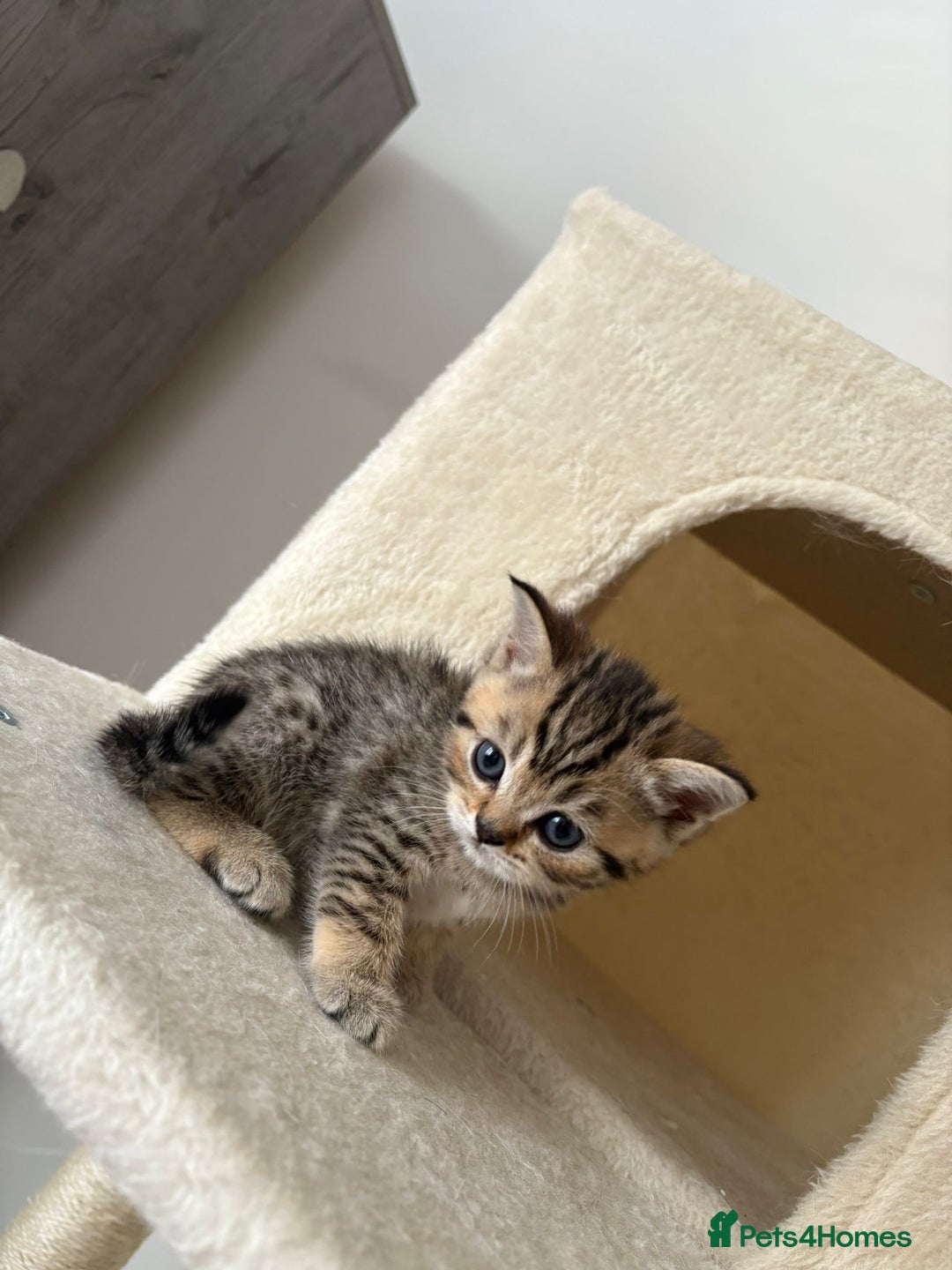 British Shorthair cats for sale: Golden british short hair kittens - Image 1