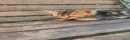 Mixed Breed cats for sale: Cute tabby kittens in London - Advert 3