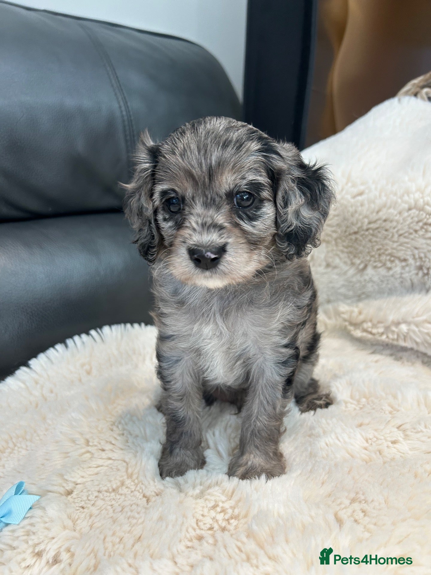 Cavapoo dogs for sale: F1 cavapoo puppies 5⭐️ breeder - Advert 14