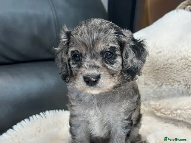 Cavapoo dogs for sale: F1 cavapoo puppies 5⭐️ breeder - Advert 14