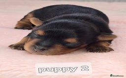 Yorkshire Terrier dogs for sale: Miniature yorkshire terrier puppy - Advert 13