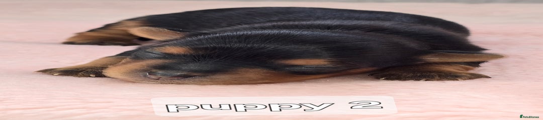 Yorkshire Terrier Puppy 2