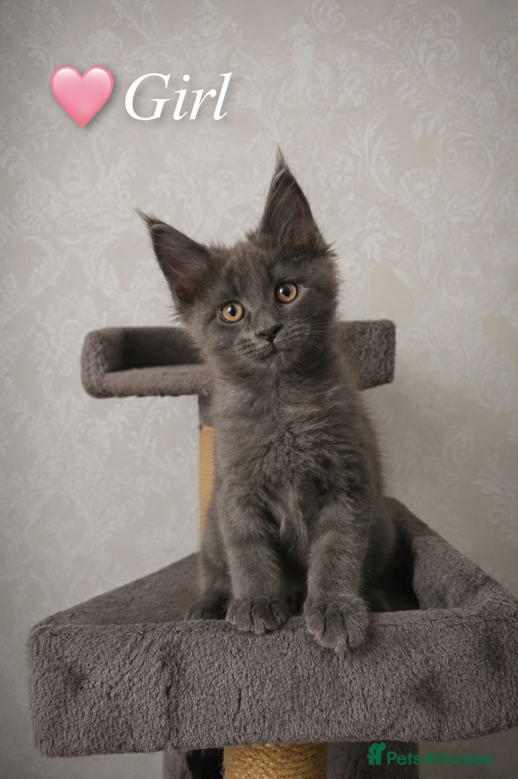 Maine Coon cats ❤️ Little Gentle Giants 🐾 - Advert 2