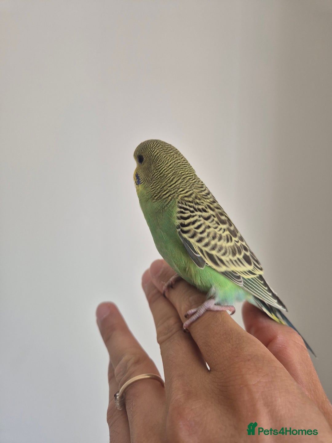 Budgerigars birds for sale: Tamed baby Budgie  - Image 3