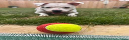 Staffordshire Bull Terrier dogs for sale: 4.5 year old Male Staffordshire bull terrier  - Advert 2