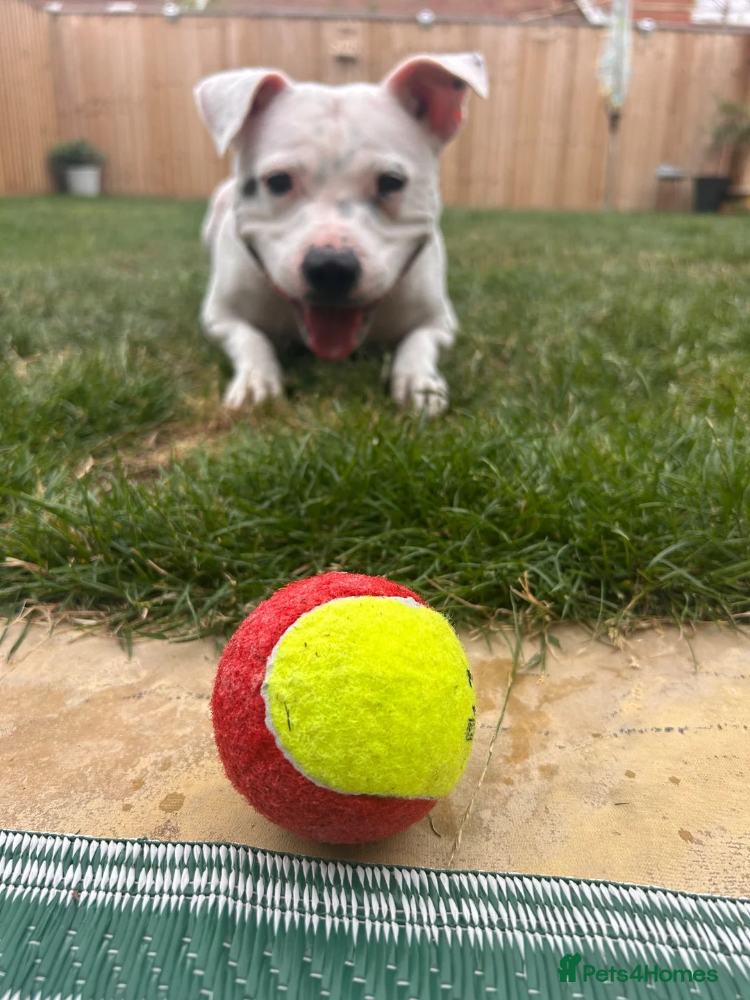 Staffordshire Bull Terrier dogs for sale: 4.5 year old Male Staffordshire bull terrier  - Advert 2