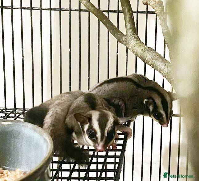 Sugar Glider rodents Bonded Pair of Sugar Gliders – Hertfordshire - Advert 1