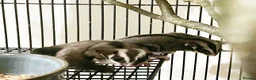 Sugar Glider rodents for sale: Bonded Pair of Sugar Gliders – Hertfordshire in St Albans - Advert 1