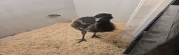 Emus poultry for sale: Emu female for sale hatched my me loves people  in Telford - Advert 3