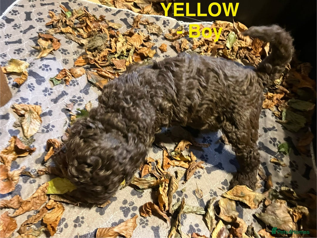 Lagotto Romagnolo dogs for sale: Stunning Litter of Pedigree Lagotto Romagnolo Pups - Image 25