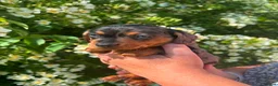 Dachshund dogs for sale: Dachshund puppies in Leicester - Advert 10