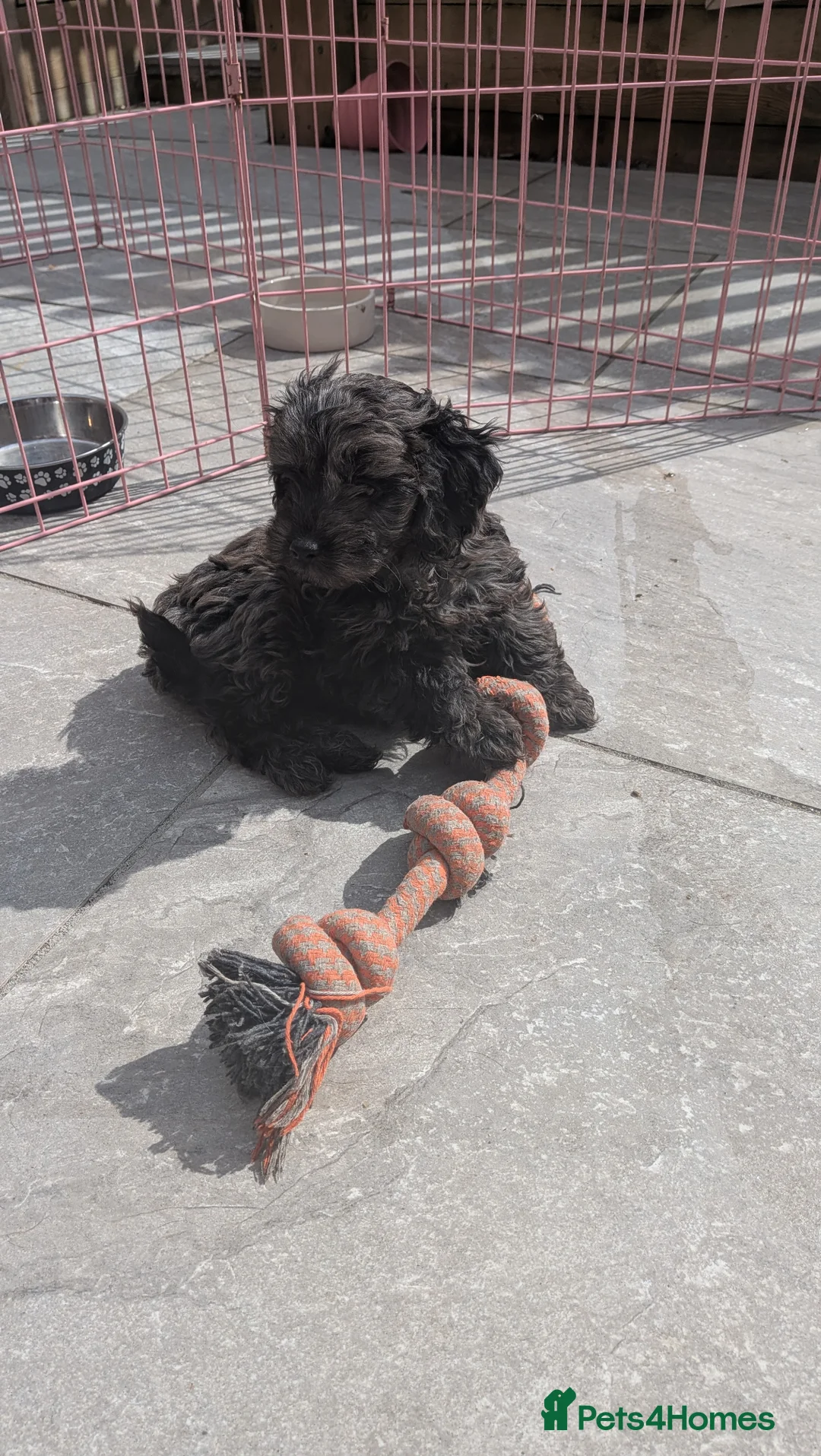 Cockapoo dogs for sale: Stunning Toy Cockapoo Puppies - Advert 1