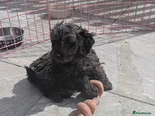 Cockapoo dogs Stunning Toy Cockapoo Puppies - Advert 2