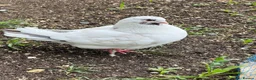 Pigeons birds for sale: Pair of Iranian Pigeons and Modena for Sale 🕊️ - Advert 3
