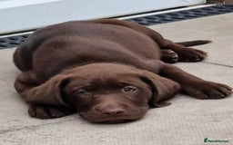 Labrador Retriever dogs for sale: Champain/chocolate puppys - Image 33