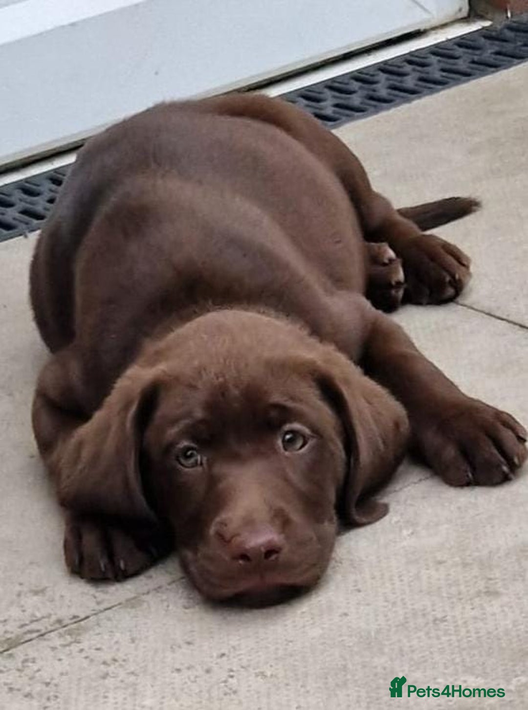 Labrador Retriever dogs for sale: Champain/chocolate puppys - Image 33