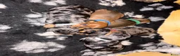 Miniature Dachshund dogs for sale: Miniature daschunds  - Advert 18