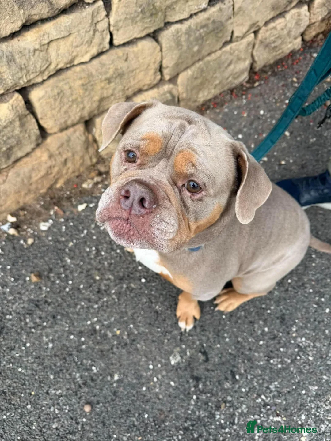 English Bulldog dogs for adoption: Brian - Advert 7