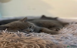 Russian Blue cats for sale: Gorgeous Russian blue/British Shorthair kittens - Advert 21