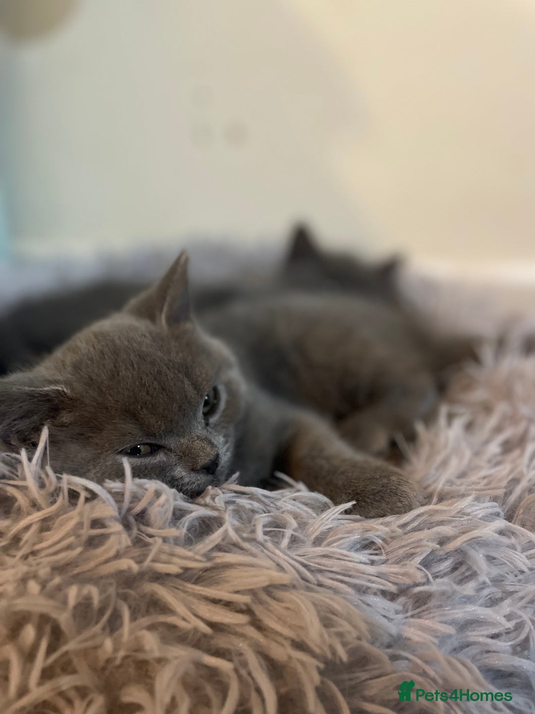 Russian Blue cats for sale: Gorgeous Russian blue/British Shorthair kittens - Advert 21