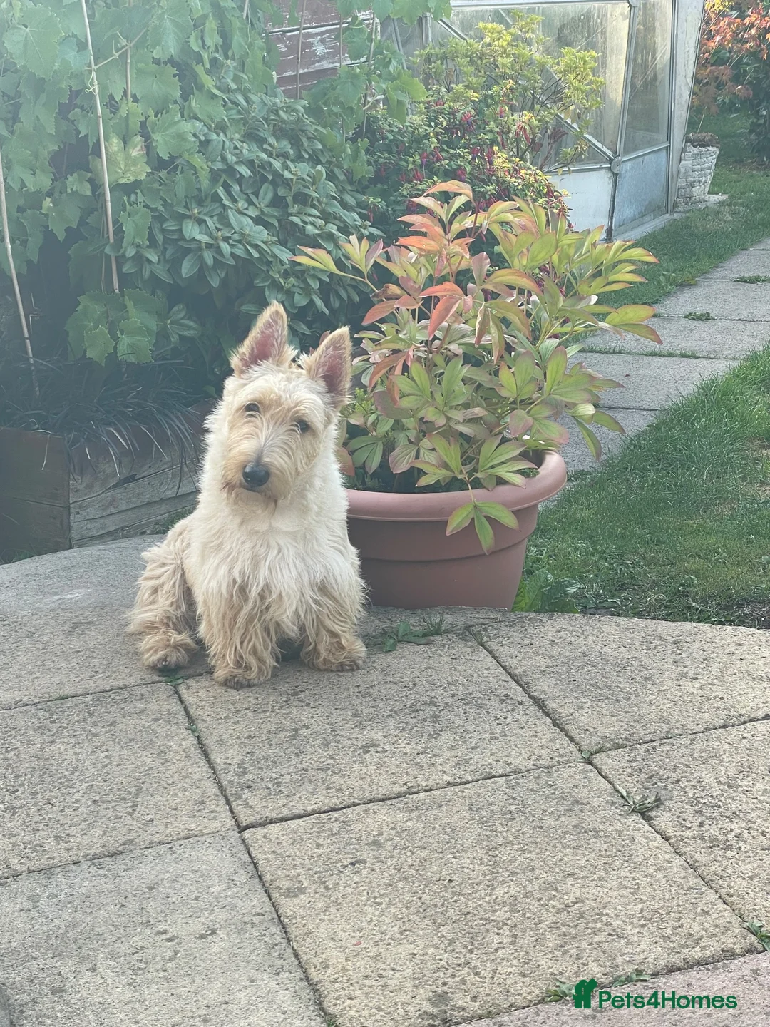 Scottish Terrier dogs for sale: Beautiful KC Registered Scottish Terrier Puppies - Advert 2
