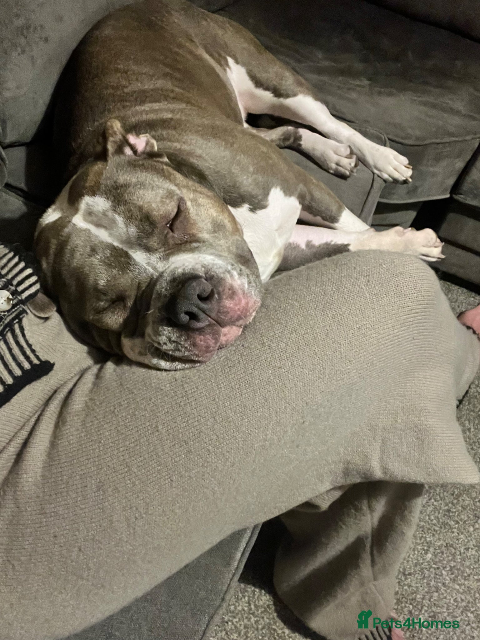 Mixed Breed dogs 18 month old staffy cross  - Advert 1