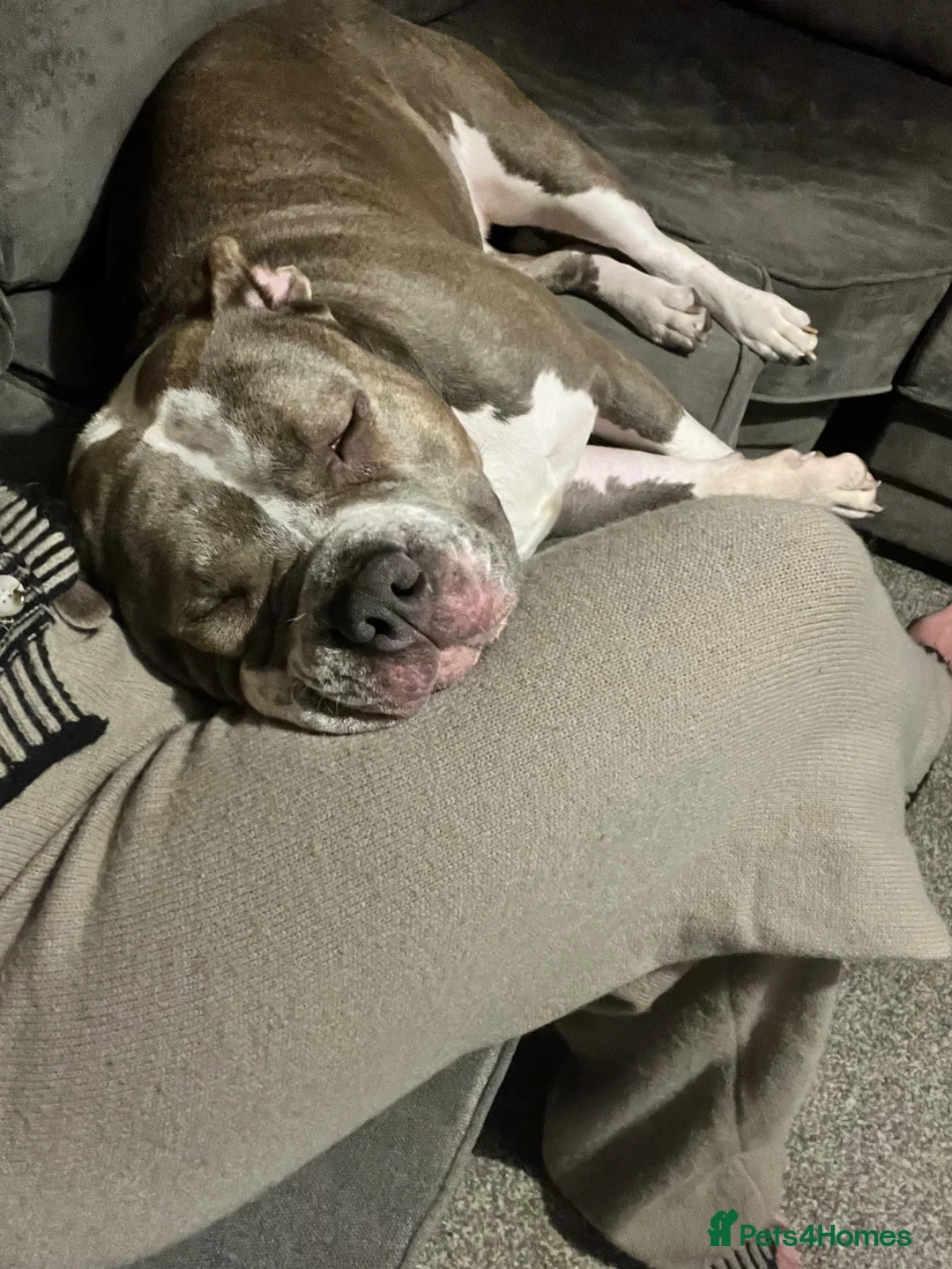 Mixed Breed dogs for sale: 18 month old staffy cross  in Wakefield - Advert 1