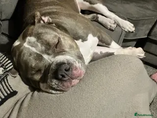 Mixed Breed dogs 18 month old staffy cross - Advert 2