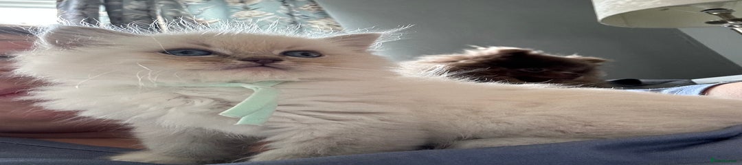 Ragdoll Kitten 2