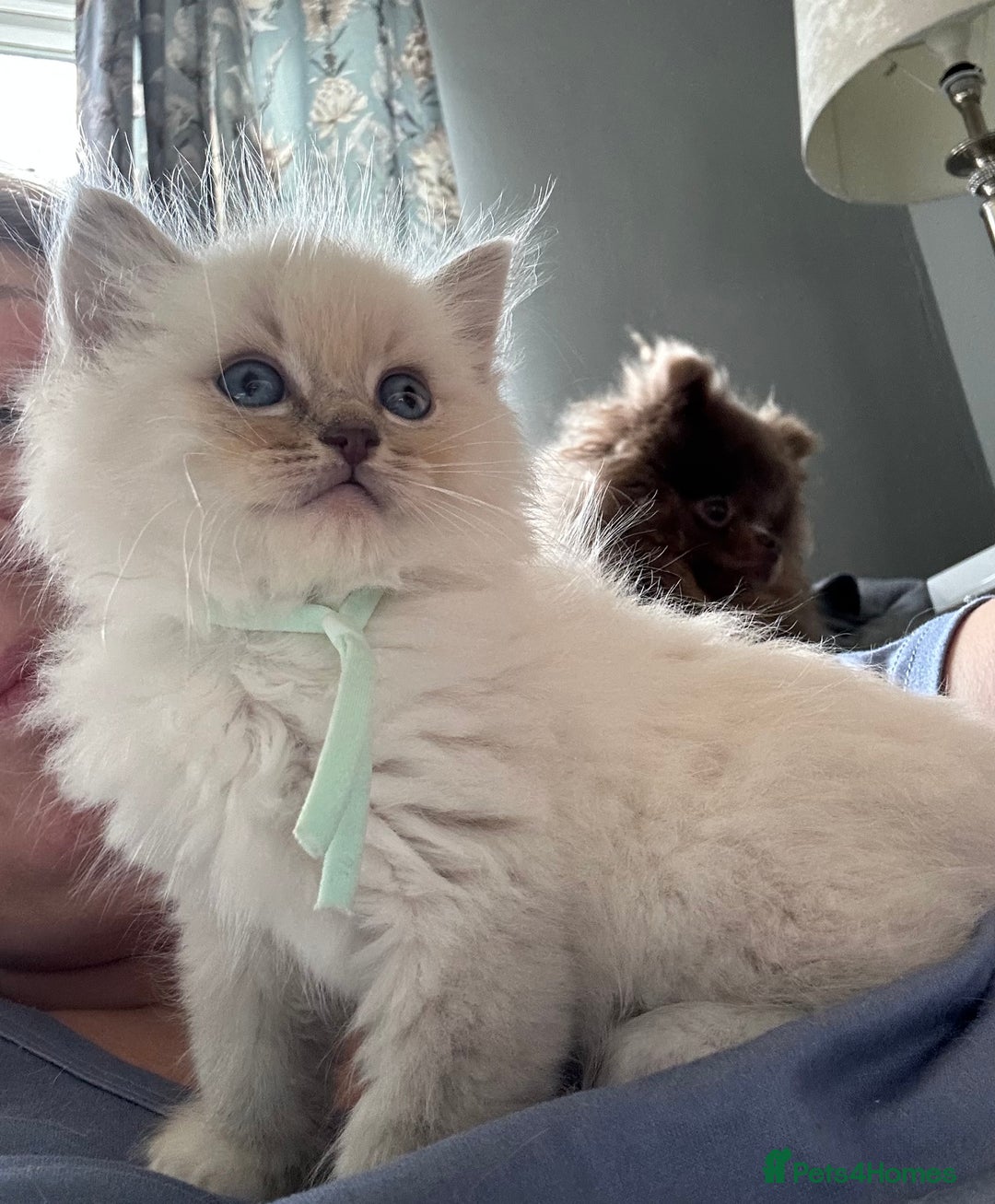 Ragdoll cats for sale: Lynx mitted ragdolls  - Image 2