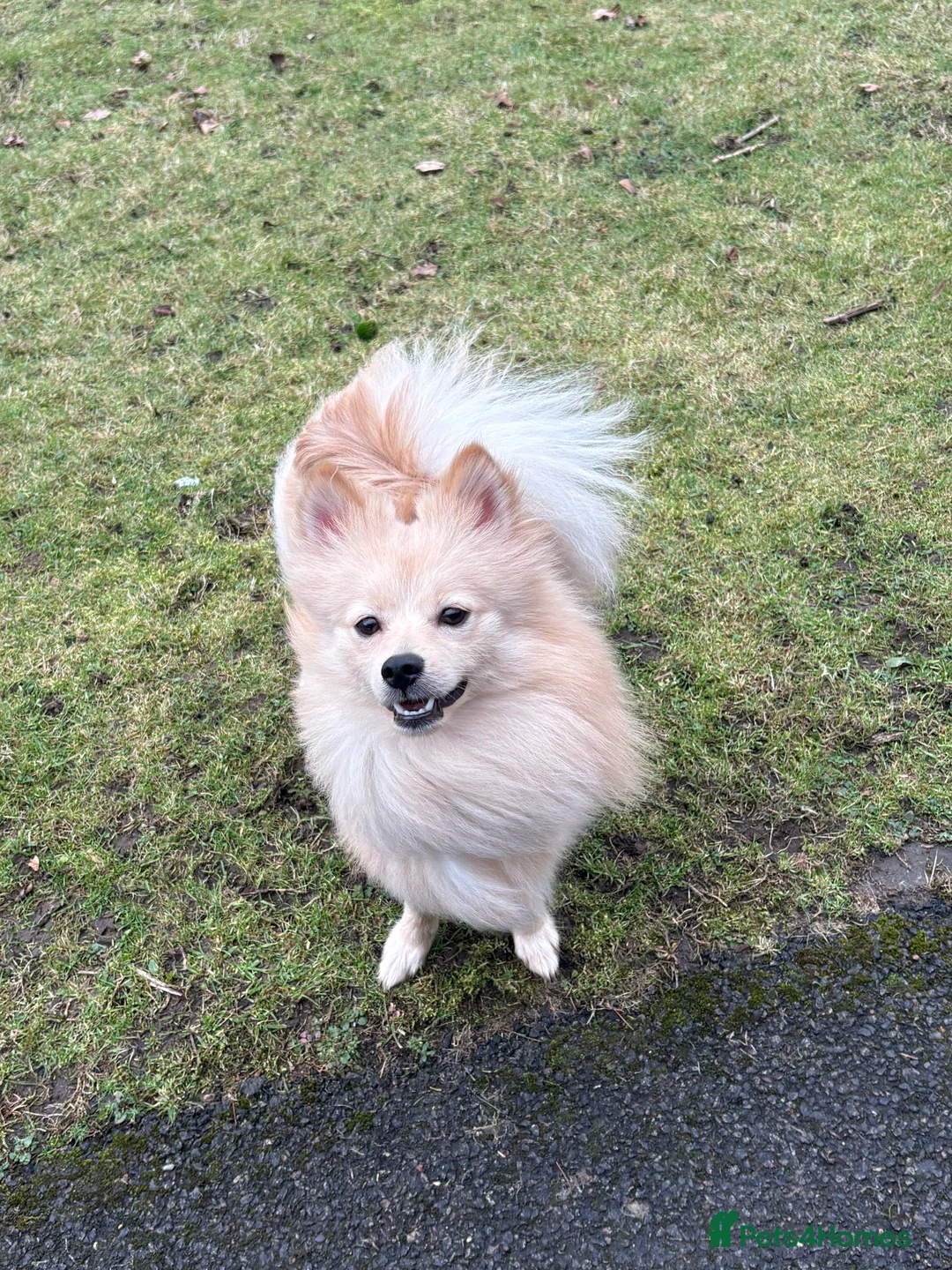 Pomsky dogs for sale: Brody - Advert 2